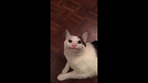Funny cat 😺😅