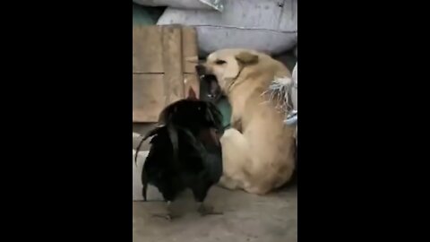 Funny Dog and chicken competition ,who the wine??