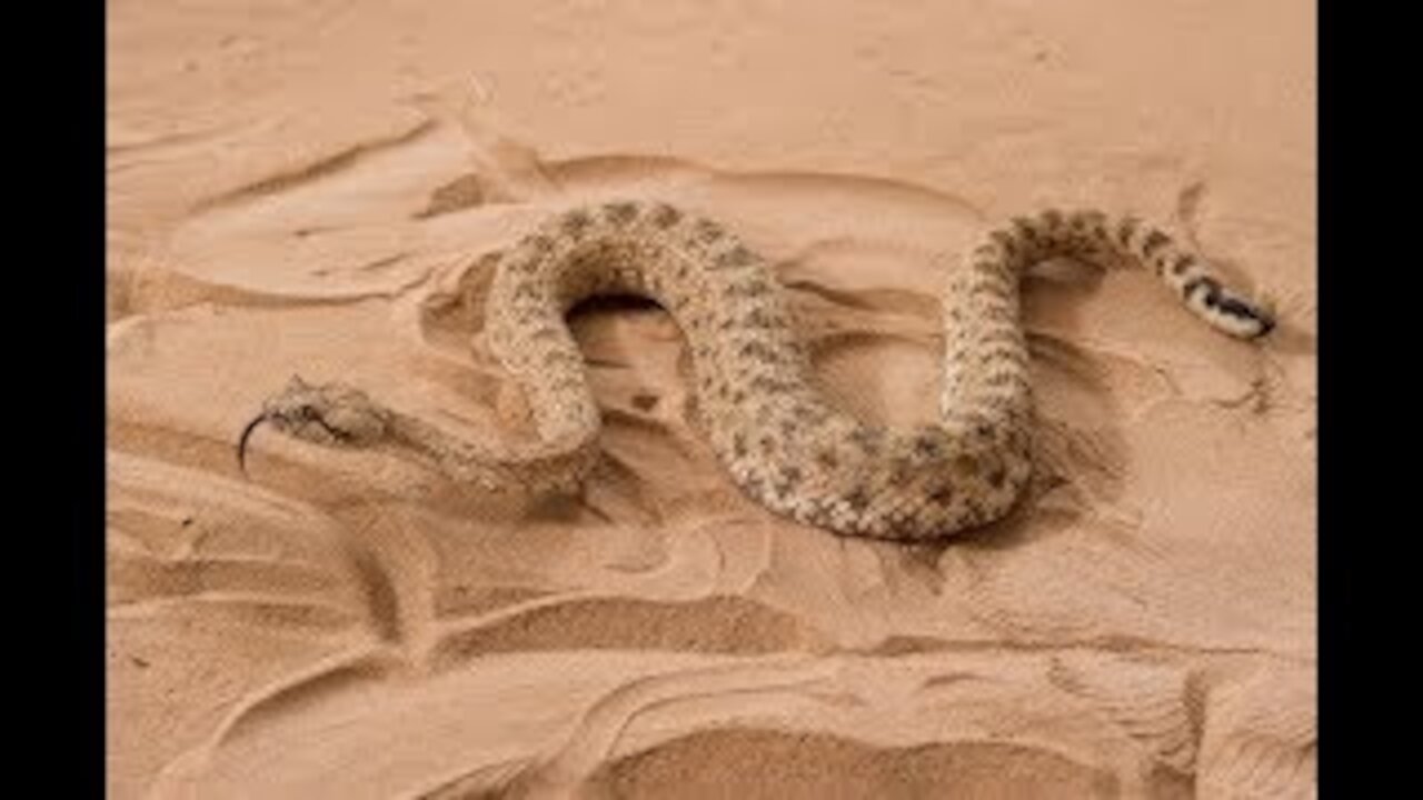 Dubai desert snake Cerastes