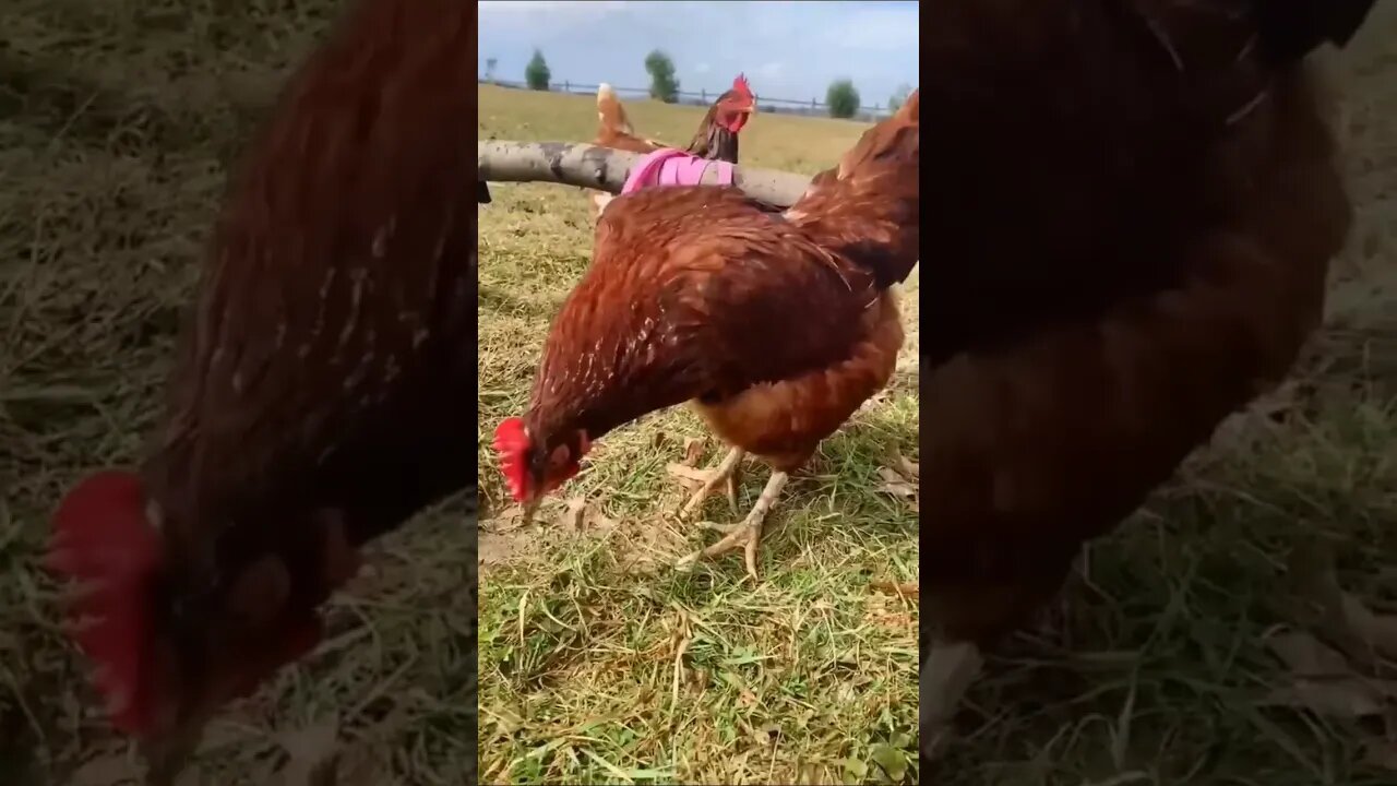 #shorts