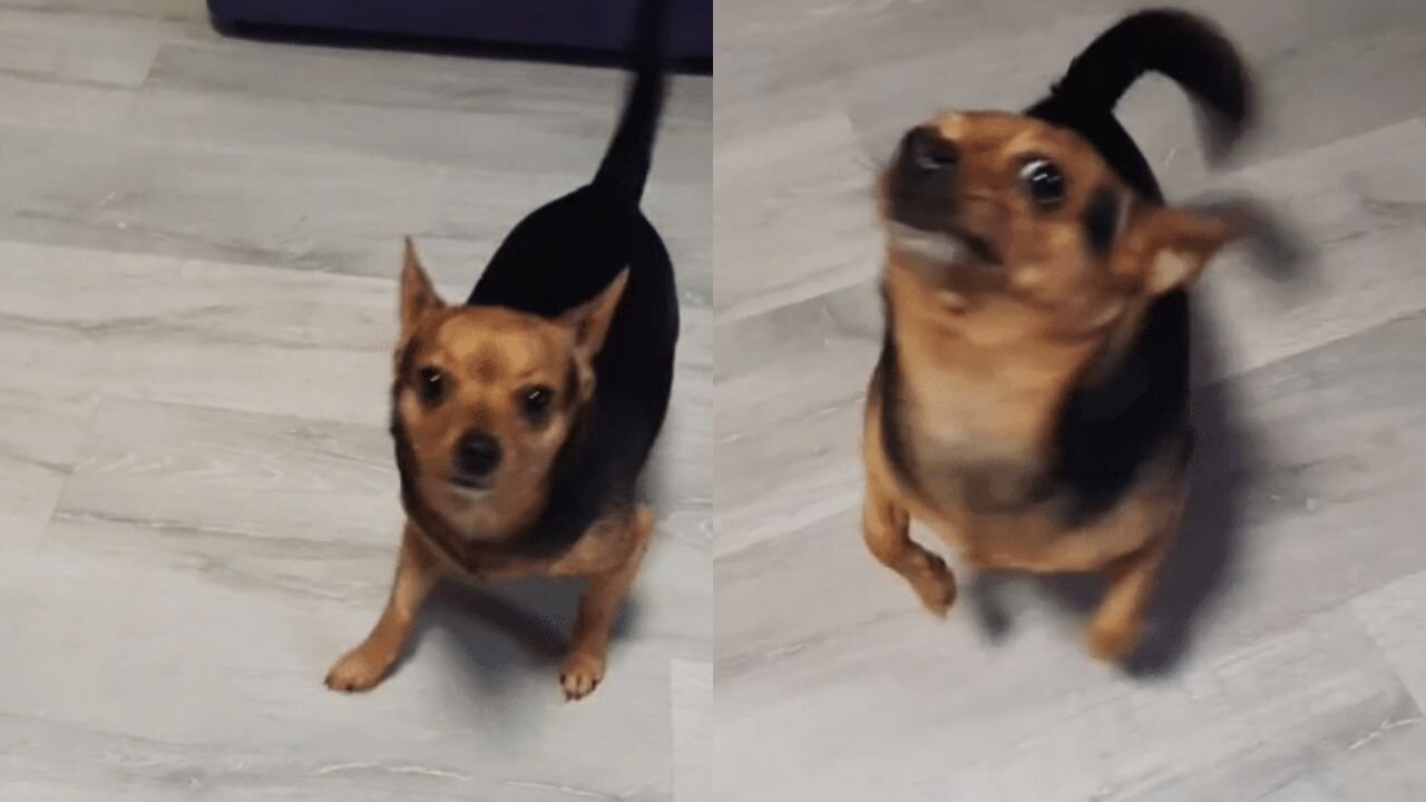 Funny doggy dancing to music