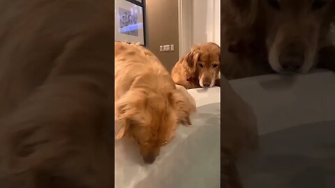 How does the dog drink water? 🐶🐕 #shortsvideo #viral #short