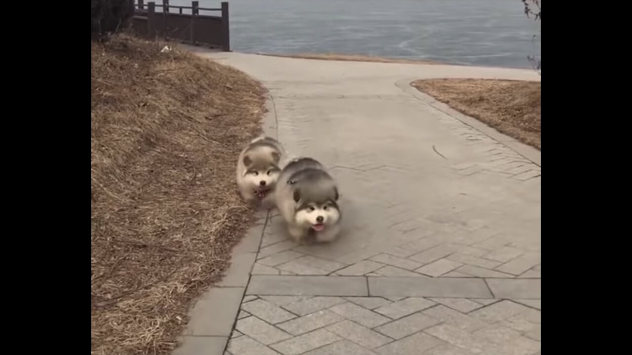 Cute chubby husky twins