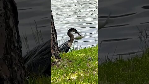 Wow! Bird hunts & engulfs Giant Fish! 😲 #shorts