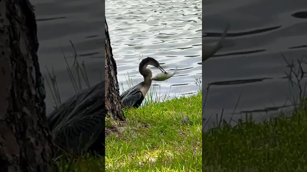 Wow! Bird hunts & engulfs Giant Fish! 😲 #shorts