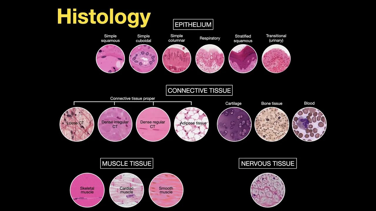 Introduction to Histology