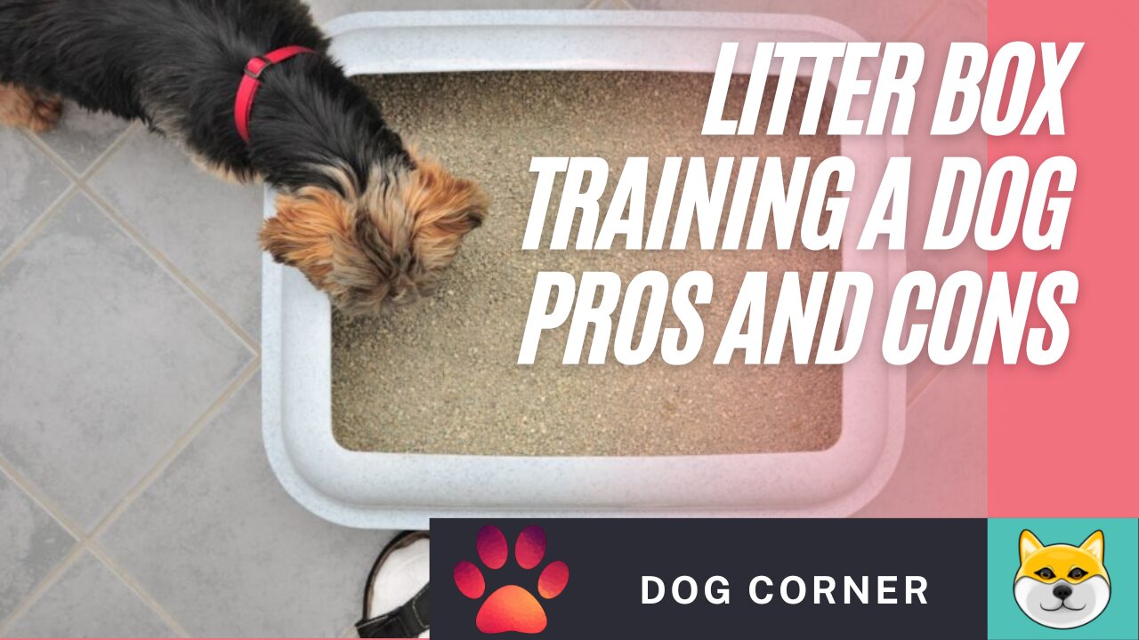 Litter Box Training A Dog Pros And Cons