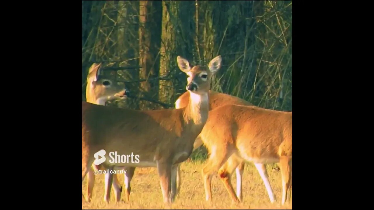 Deer at Chickamauga Battlefield