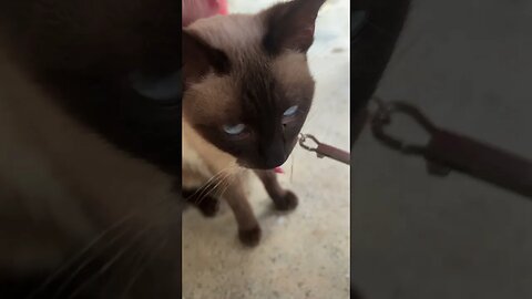 Siamese Cat 😁#shortsvideo #shortvideo #shortsfeed #pets #pet #shorts #short