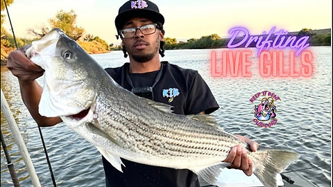 Drifting Live Bait For Monster Striped Bass