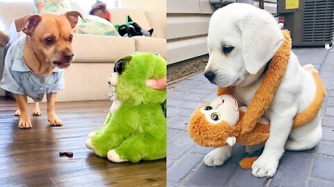 Funny and Cute Dog Reaction to Playing Toy - Aww Animals