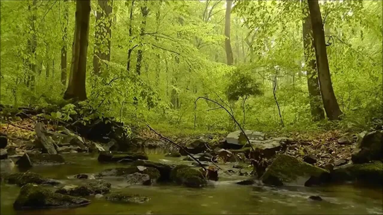 MUSICA RELAXANTE - SONS DA NATUREZA RIO DE ÁGUAS CALMAS NA FLORESTA PARA RELAXAR E DORMIR