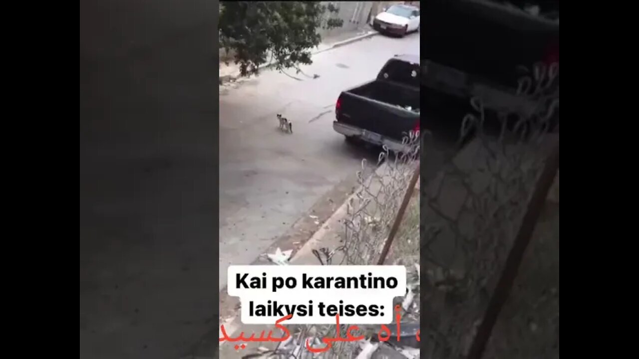 The sweetest Accident ever 🥰 vs 😺 #shorts