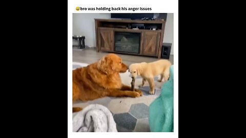 #AngerIsssues #Cutnessoverloaded #Viral