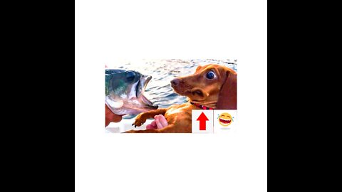 Super funny dogs, try not to LAUGH