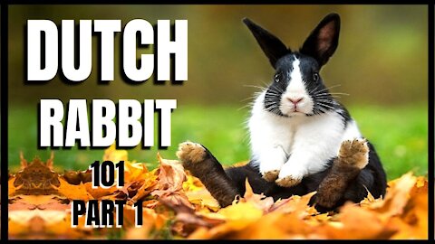 The Dutch rabbit is among the first rabbit breeds recognized by the National Pet Stock Association