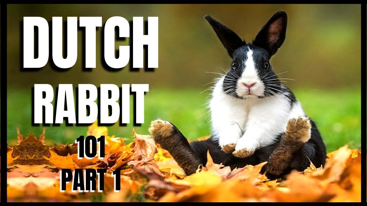 The Dutch rabbit is among the first rabbit breeds recognized by the National Pet Stock Association