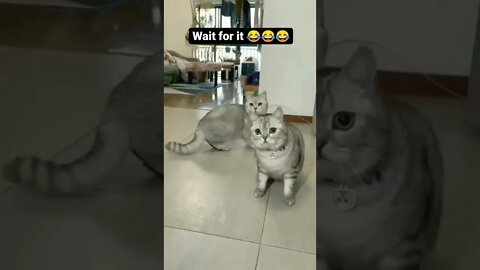 # short / short video