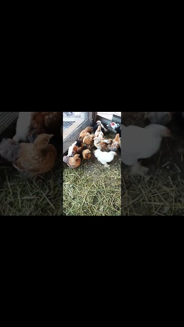 Some cute little Pekin chicks 30th October 2022