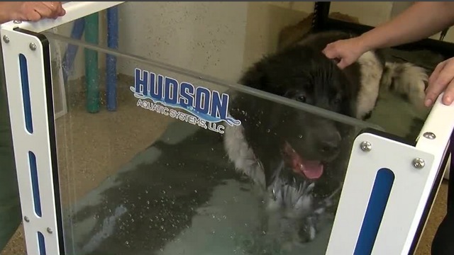 Underwater treadmill helping Las Vegas pets