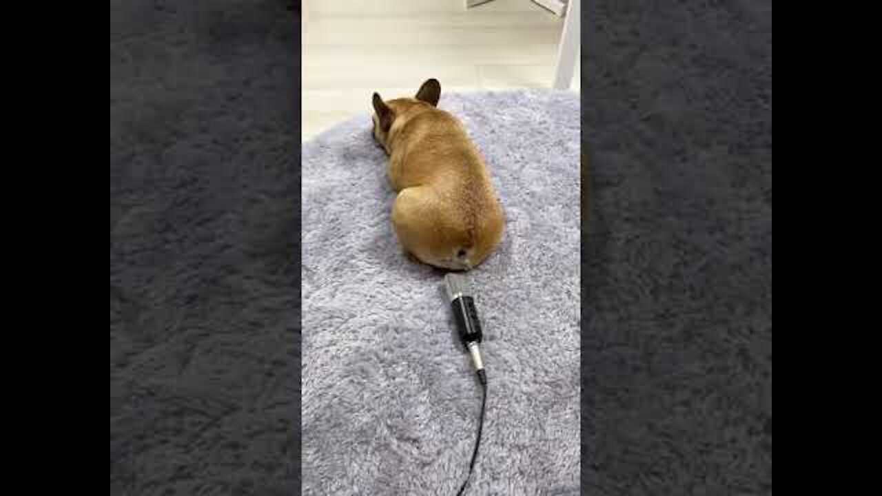 The dog is Farting on Mic