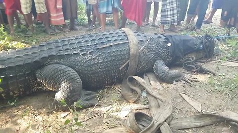 Man Eating Crocodile Lombok Relocated 2023