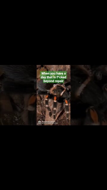 My Tarantula thinks she's a GURU!