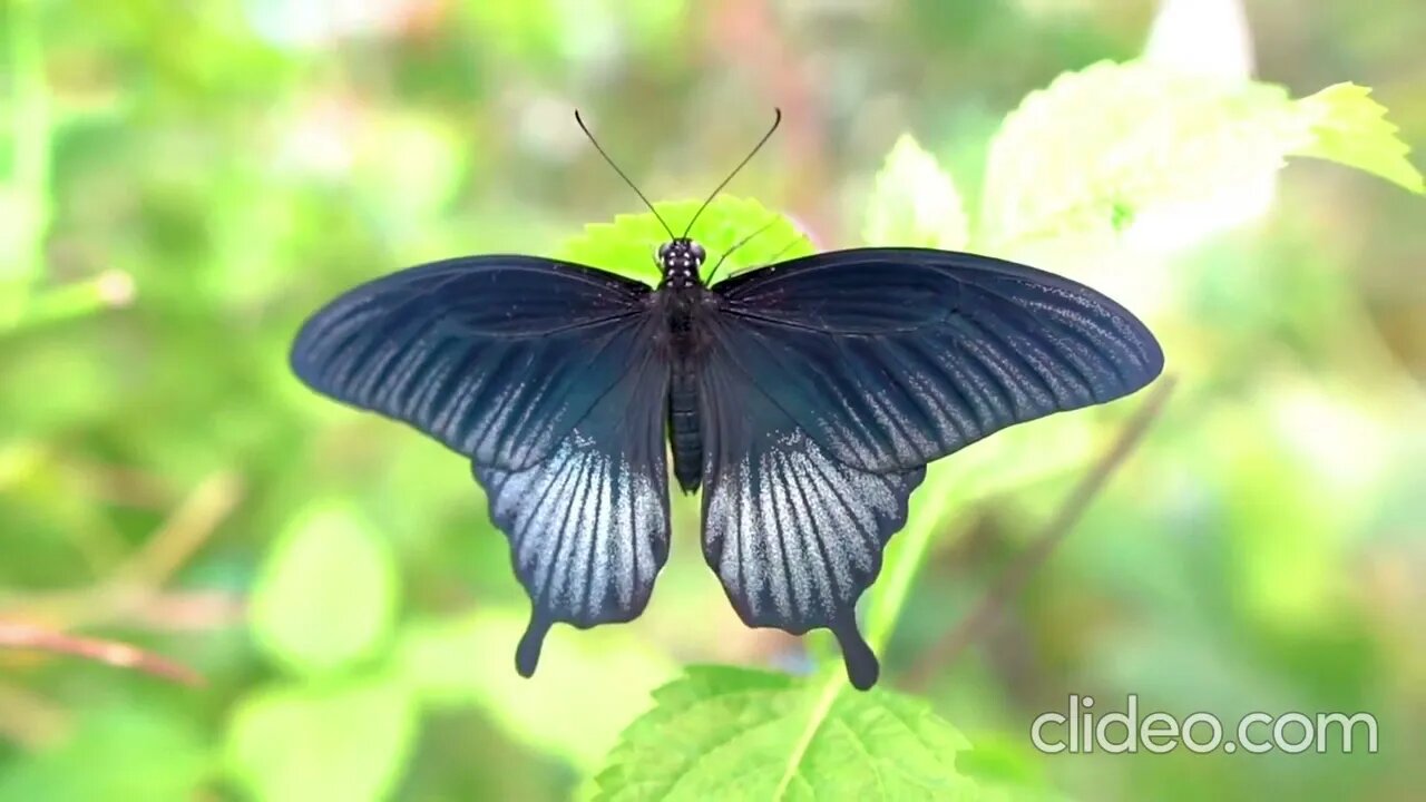 Relaxing music with video of beautiful butterflies