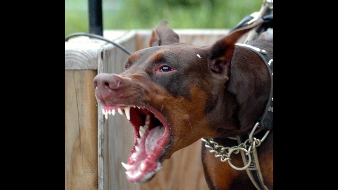 How To Make Dog Become Fully Aggressive With Few Simple Tips