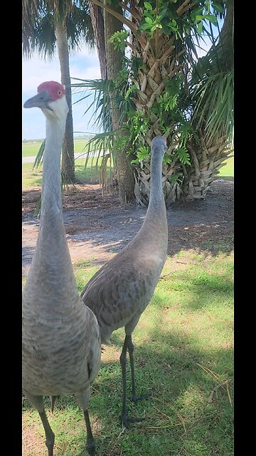 Sandhill Crane Problem
