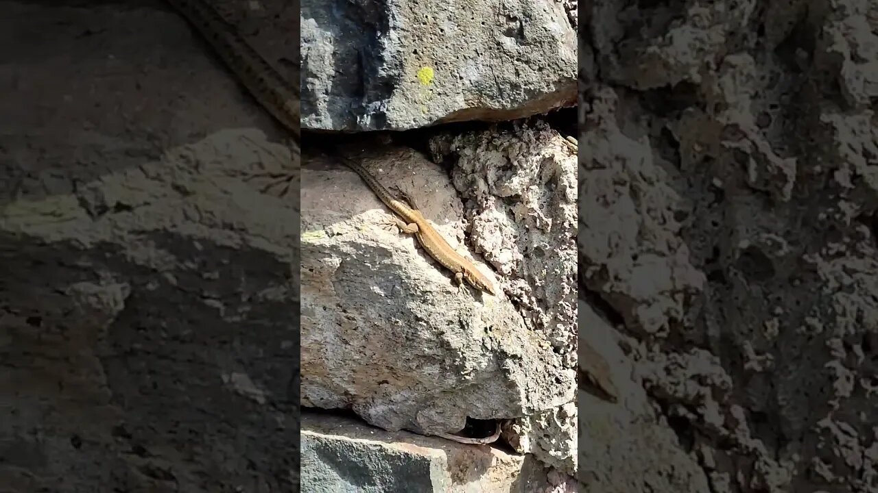 Rock lizards