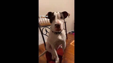 Puppy eats at table