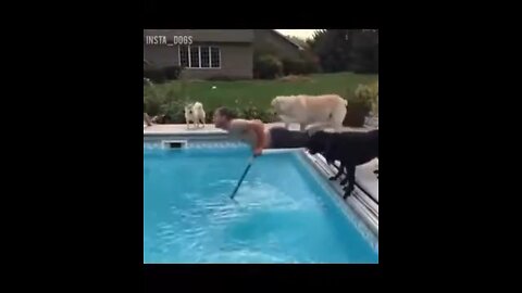 Funny animal