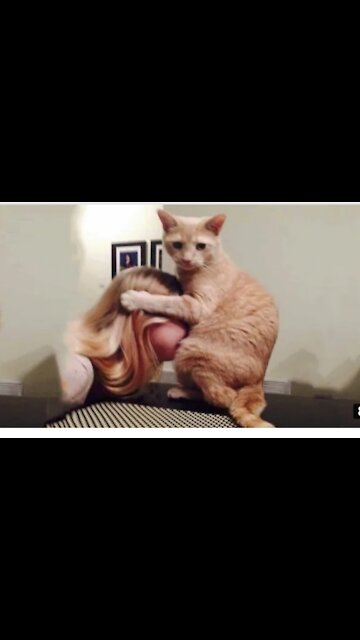 Funny cat .Don't try to stop laughing.Cats in funny situation