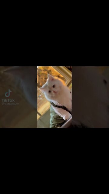 #shorts #cats #youtubeshorts #persiancats #funnycats