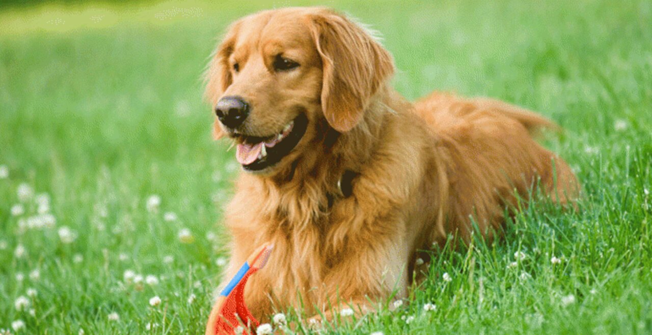 What do dogs do on Valentine's holidays?