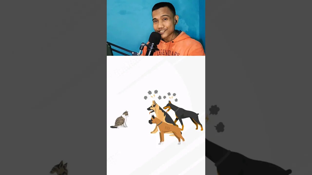 Selamatkan kucing😺 | Braindom level 143