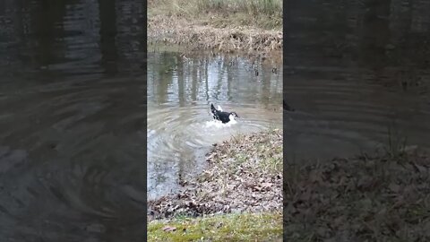 Bubba Duckie made it to the pond