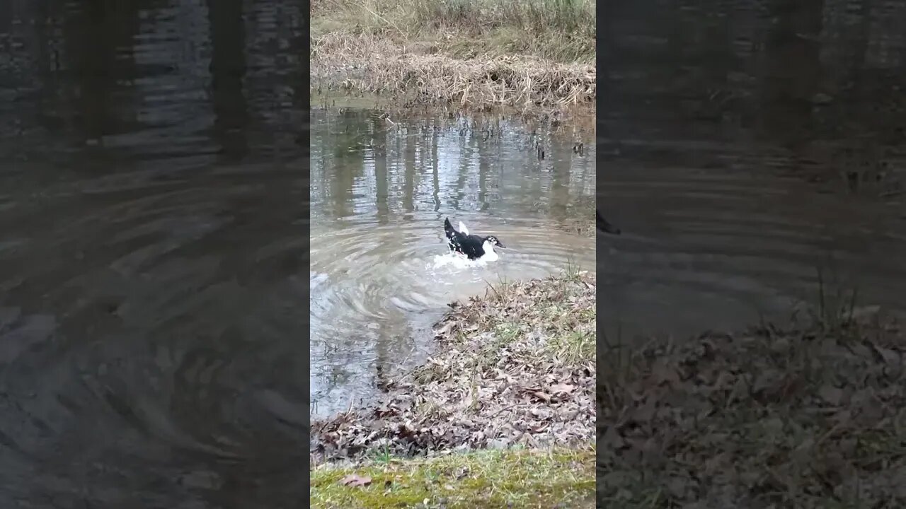 Bubba Duckie made it to the pond