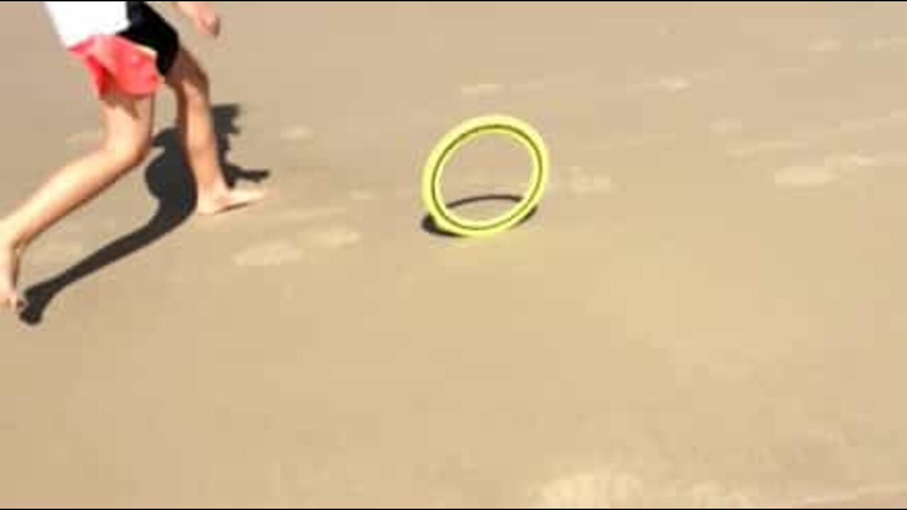 フリスビーがまるで生きてるように