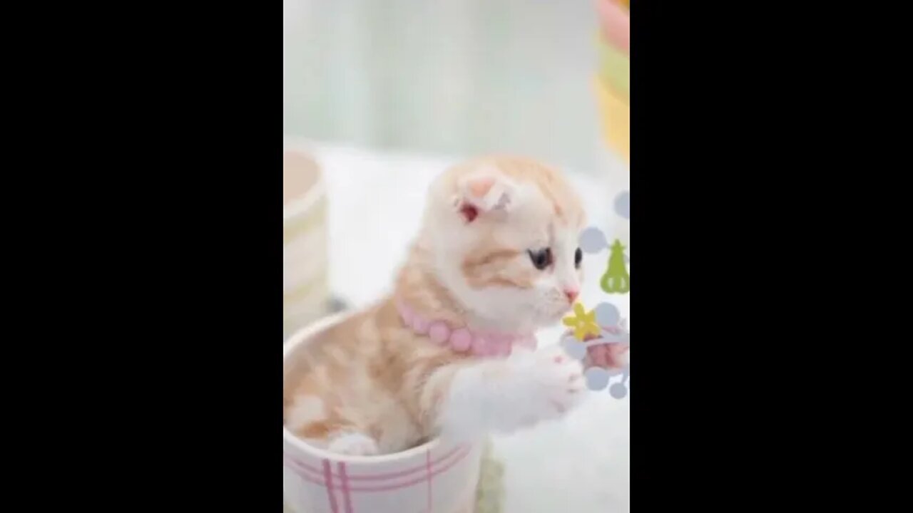 Baby cats- funniest cute cats video like Aww animals