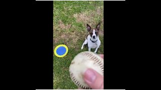 Which do you like better Princess - frisbee or baseball?