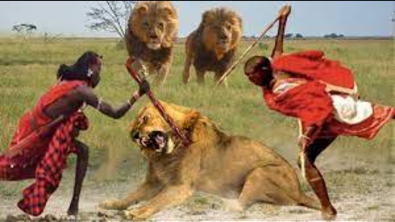 Massai Tribe Combine With Wild Horses To Stop The Lion Brutal Attack __ Wild Animal Attack