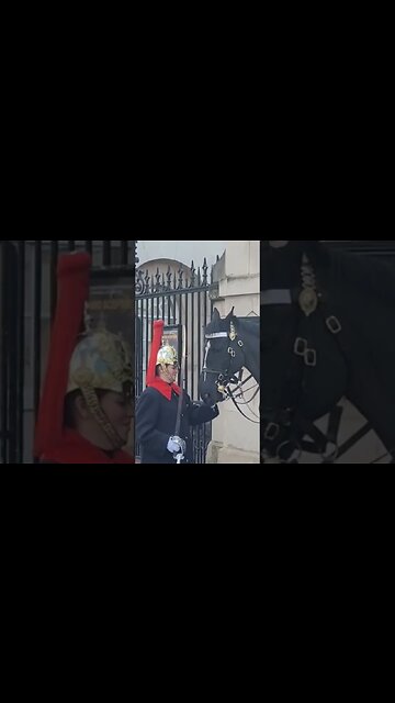 Picking hay from the horse mouth #horseguardsparade