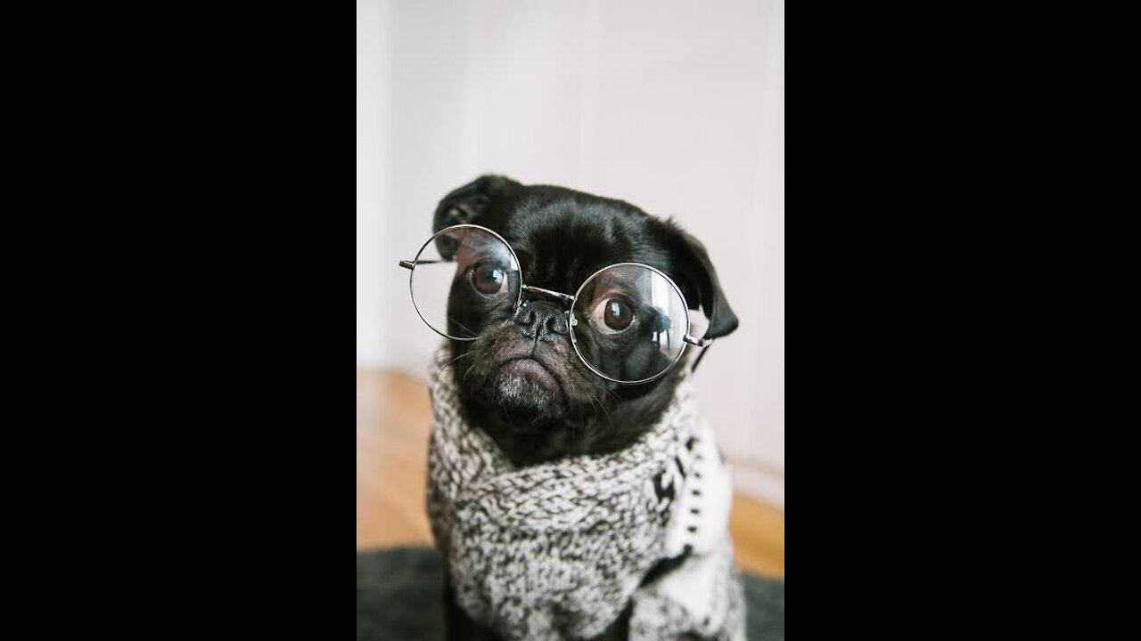 Funny and Cute Dog Cat Videos