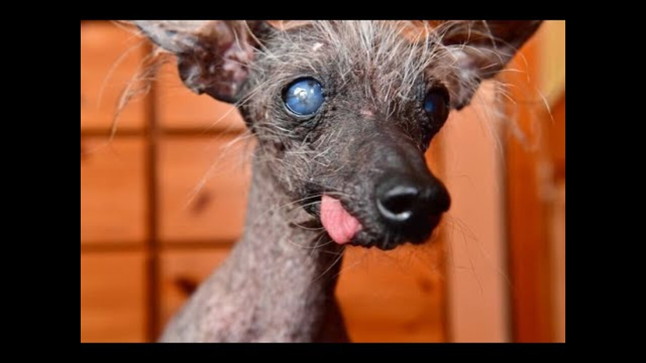 meet billy the angriest dog in the world