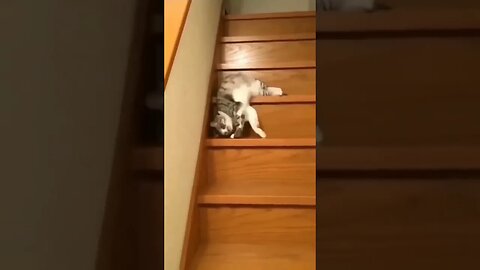 Funny cat #shorts #youtubeshorts #cat #animals