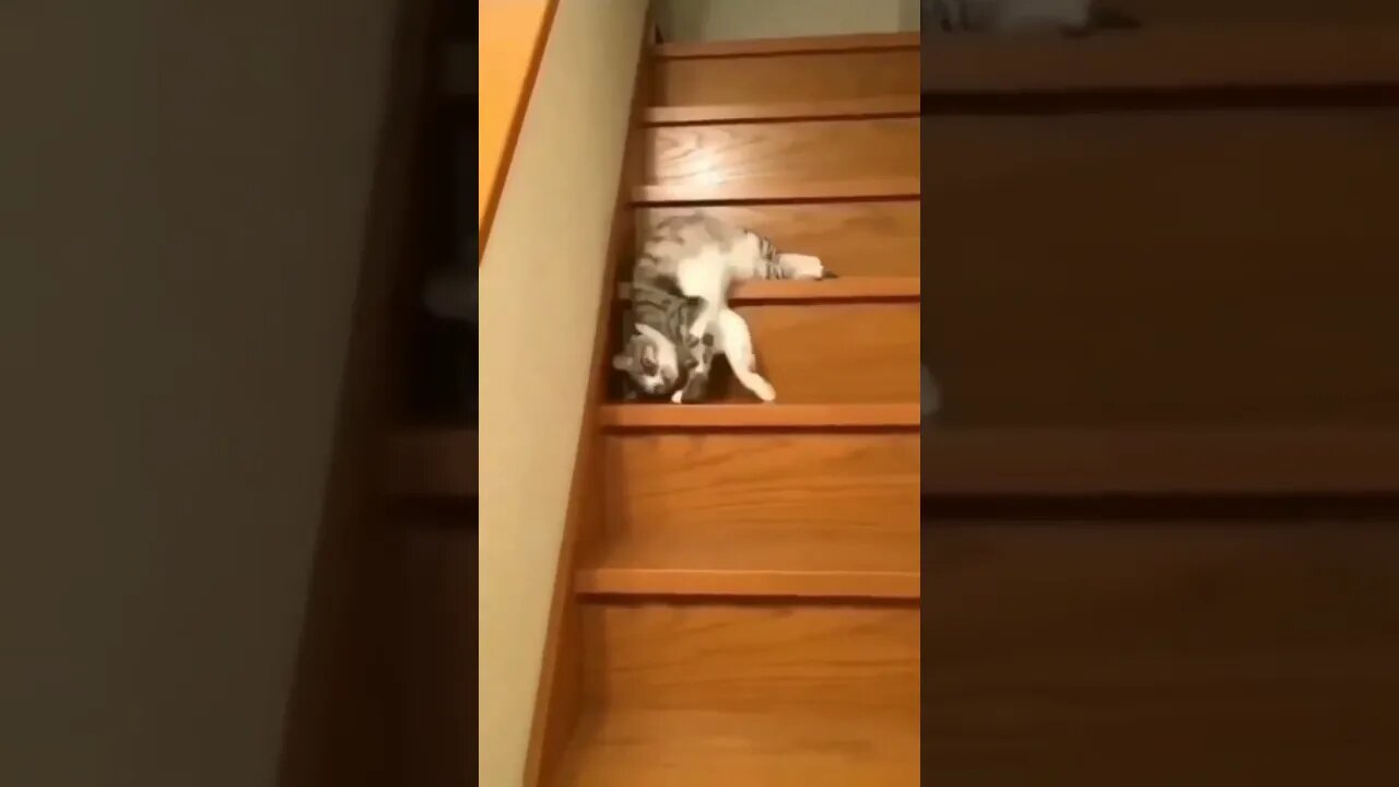 Funny cat #shorts #youtubeshorts #cat #animals