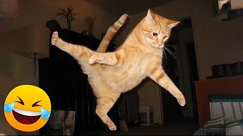 Funniest Animals 😄 New Funny Cats and Dogs Videos 😹🐶 #154