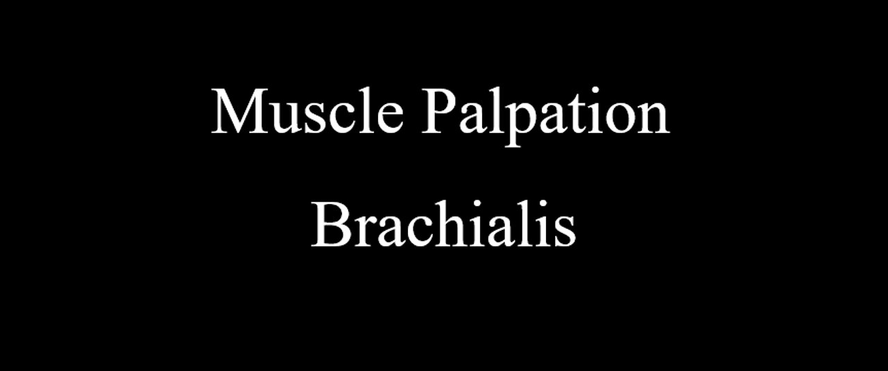 Muscle Palpation - Brachialis